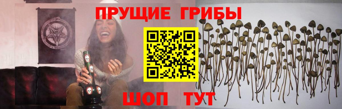 Галлюциногенные грибы MAGIC MUSHROOMS  Псилоцибиновые грибы GOLDEN TEACHER  Фролово  Вход с VPN 